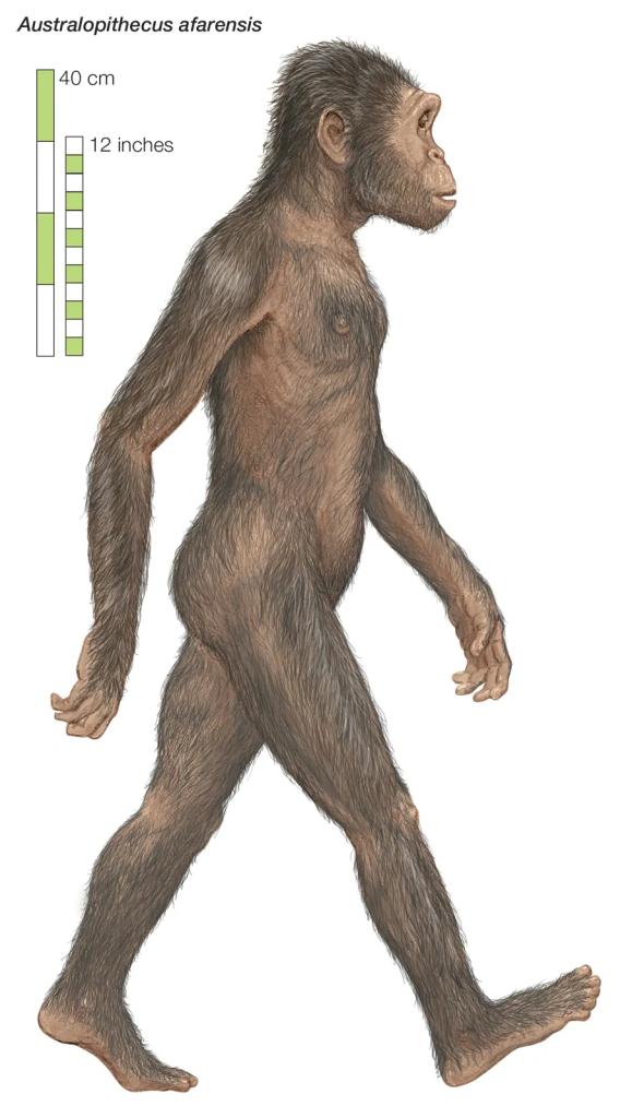 රූපය 6 – Australopithecus aferensis ගේ ප්‍රතිනිර්මිත ඡායාරූපයක් (ඡායාරූපය උපුටා ගැනීම අන්තර් ජාලය ඇසුරෙනි)