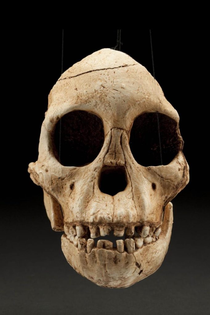 රූපය 7 – Taung Child නම් වූ Australopithecus africanus විශේෂයට අයත් ෆොසිලය (ඡායාරූපය උපුටා ගැනීම The Smithsonian Institution's Human Origins Program)