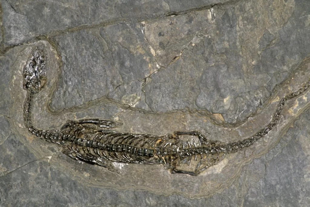 රූපය 7- මධ්‍ය ට්‍රයාසික යුගයේ වූ Pachypleurosaurus edwardsi උරගයාට අයත් ස්විස්ටර්ලන්තයෙන් හමු වූ ෆොසිලය (උපුටා ගැනීම https://www.nationalgeographic.com ඇසුරිනි)