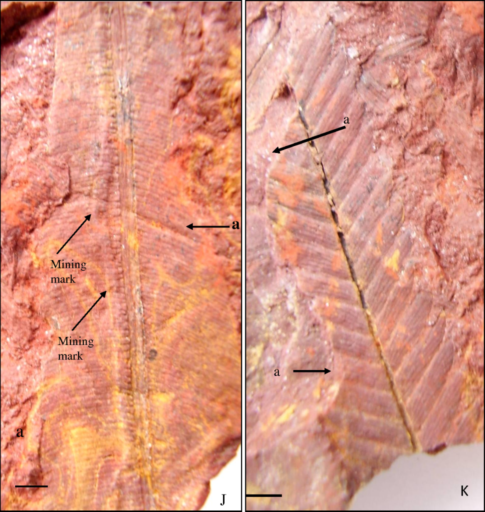 රූපය 9- ලංකාවේ ජුරාසික යුගයට අයත් ෆොසිල තැන්පතු හමුවන තබ්බෝව ප්‍රදේශයෙන් හමු වූ ජුරාසික යුගයට අයත් ශාක ෆොසිල (උපුටා ගැනීම Plant Insect-Interactions in Jurassic Fossil Flora from Sri Lanka පර්යේෂණ පත්‍රිකාවෙනි)