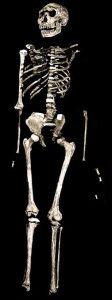 රූපය 5 - Nariokotome boy නැතහොත් Turkana Boy නම් වූ හොමෝ ඉරෙක්ටස් ෆොසිලය (උපුටා ගැනීම Smithsonian Institution ඇසුරෙනි)